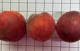 Figure 2. Fruit size, shape, and appearance of the ‘EverRes Ruby’ peach. Each grid cell is 1” X 1”.
