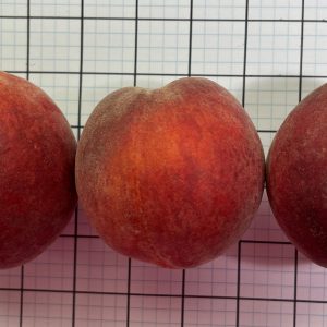 Figure 2. Fruit size, shape, and appearance of the ‘EverRes Ruby’ peach. Each grid cell is 1” X 1”.
