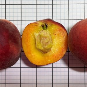 Figure 2. The size, shape, blush color, and clingstone of ‘CaroRes Delight’ fruit.
