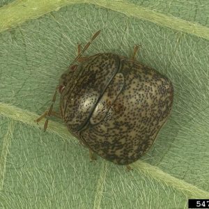 A kudzu bug closeup on a green leaf.