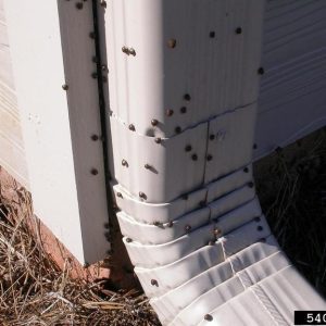 Kudzu bugs on a downspout.