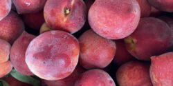A pile of ‘CaroRes Wonder’ peaches.