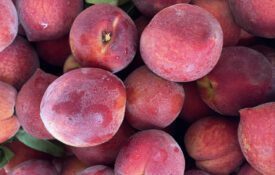 A pile of ‘CaroRes Wonder’ peaches.