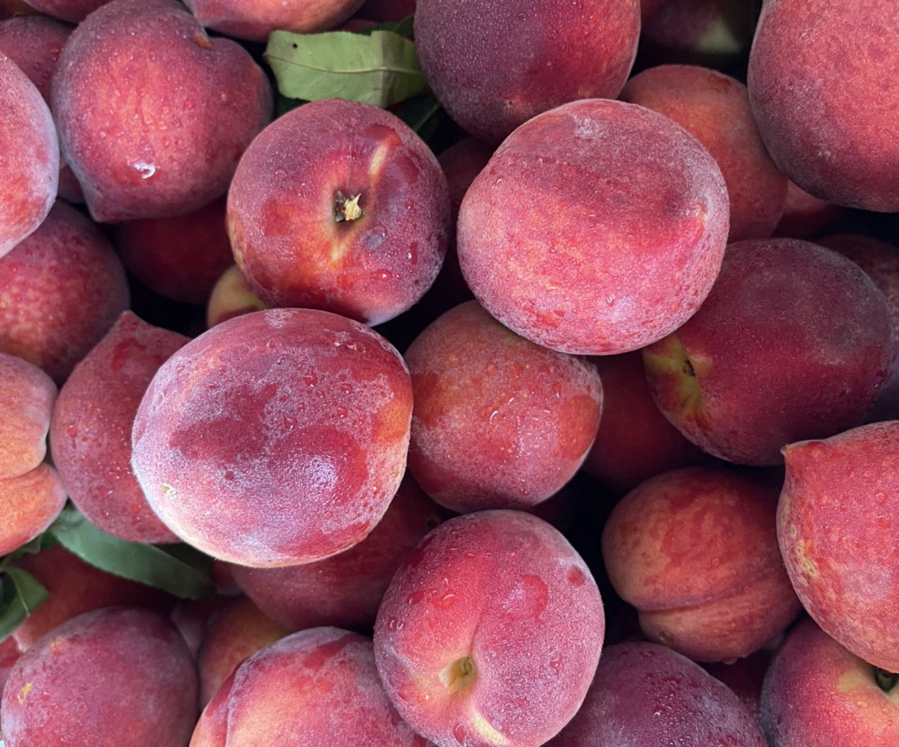 A pile of ‘CaroRes Wonder’ peaches.