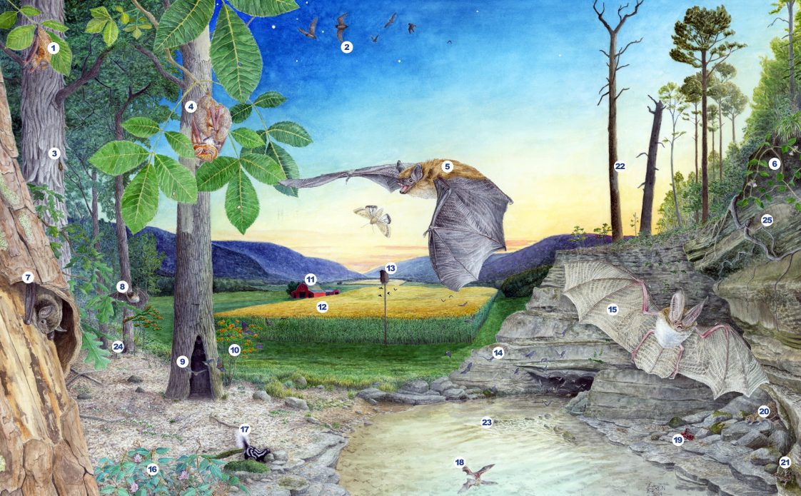 Numbered Alabama species of bats, flora, and fauna.