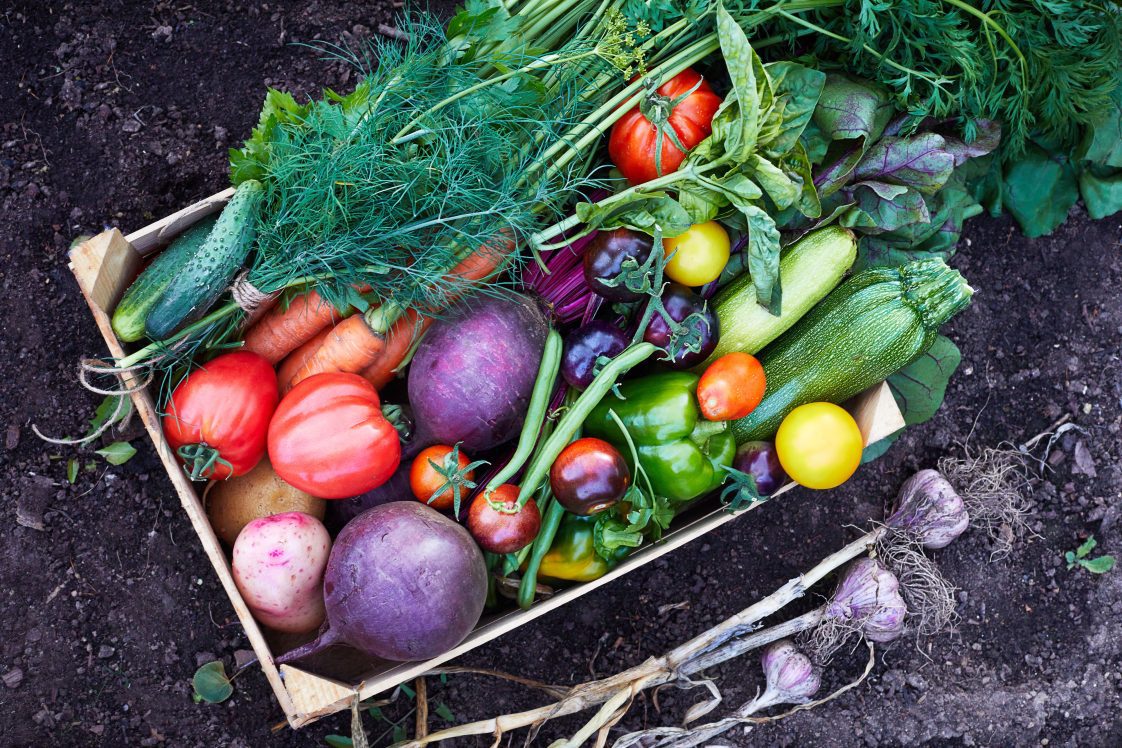 Mix of ripe fresh organic vegetable in the wooden box on the soil.