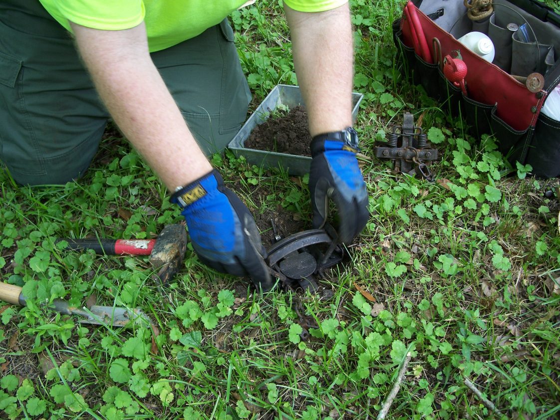 A closeup of a person setting a foot-hold trap for wildlife predators.