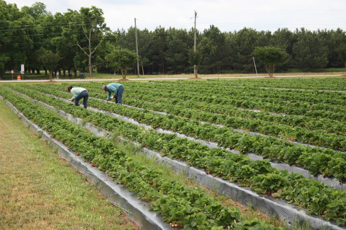 Two workers in a strawberry field.
