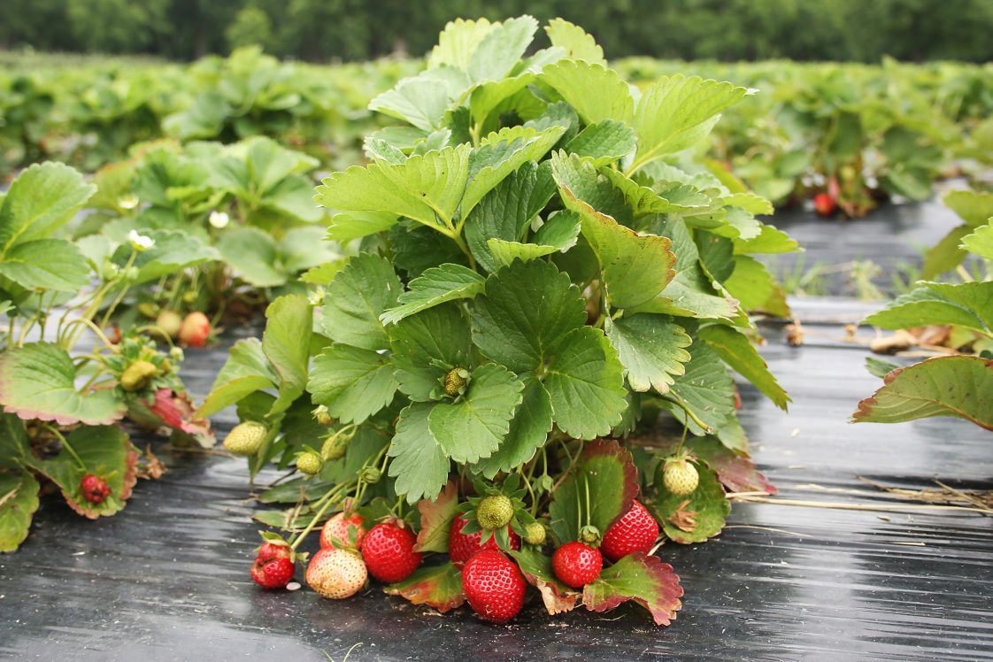 strawberries on a plant
