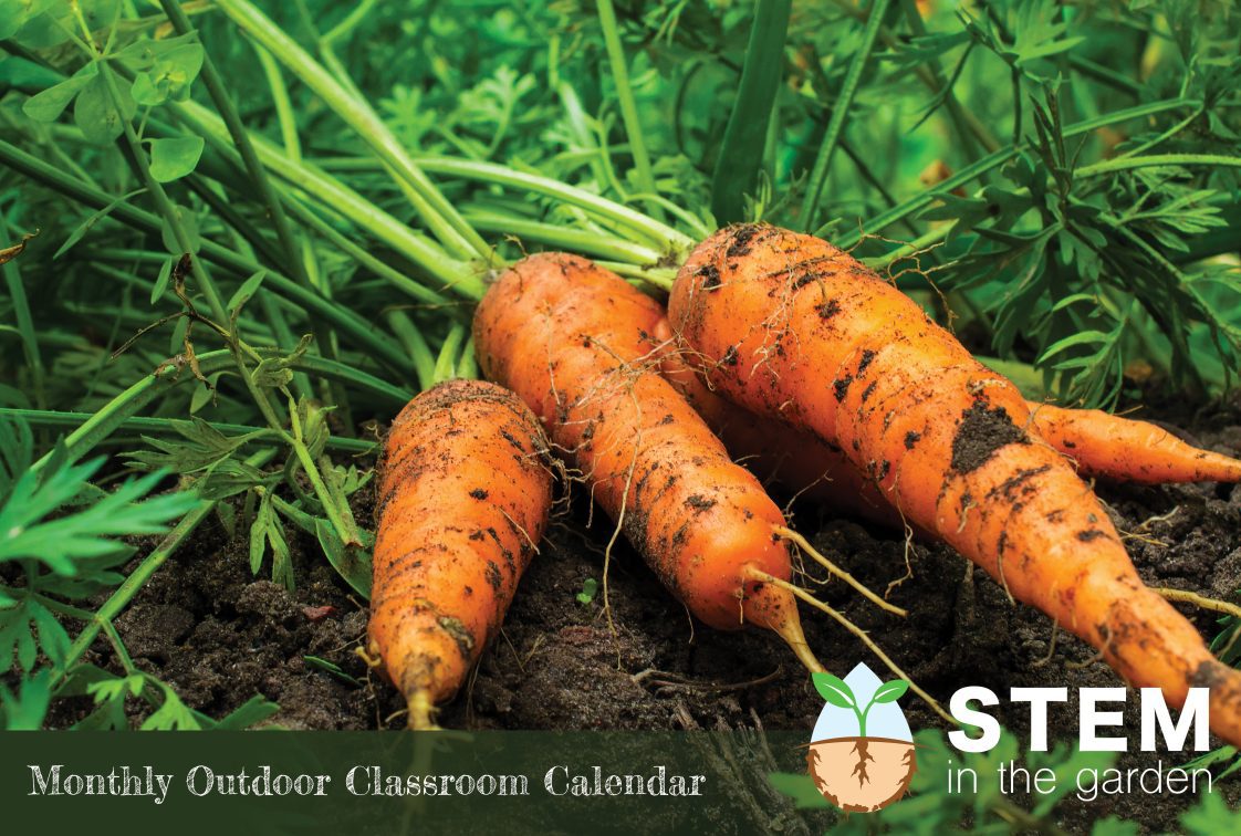 Carrots harvested from garden.