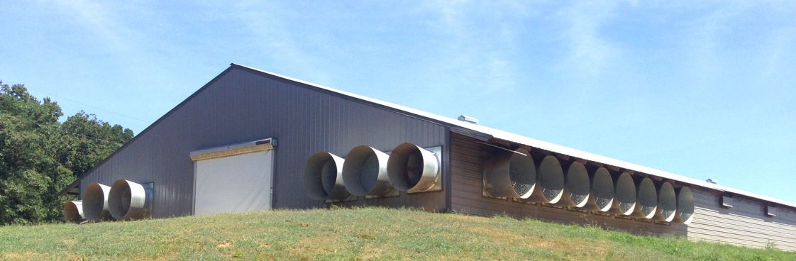 Tunnel fans on a chicken house