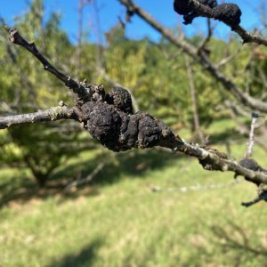 advanced black knot disease