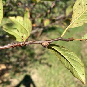 early black knot disease
