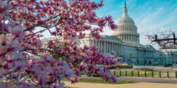 A closeup of cherry tree blossoms in Washington, D.C. with the US Capitol building in the background.