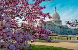 A closeup of cherry tree blossoms in Washington, D.C. with the US Capitol building in the background.