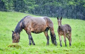 A horse and its foal in a pasture in the rain.