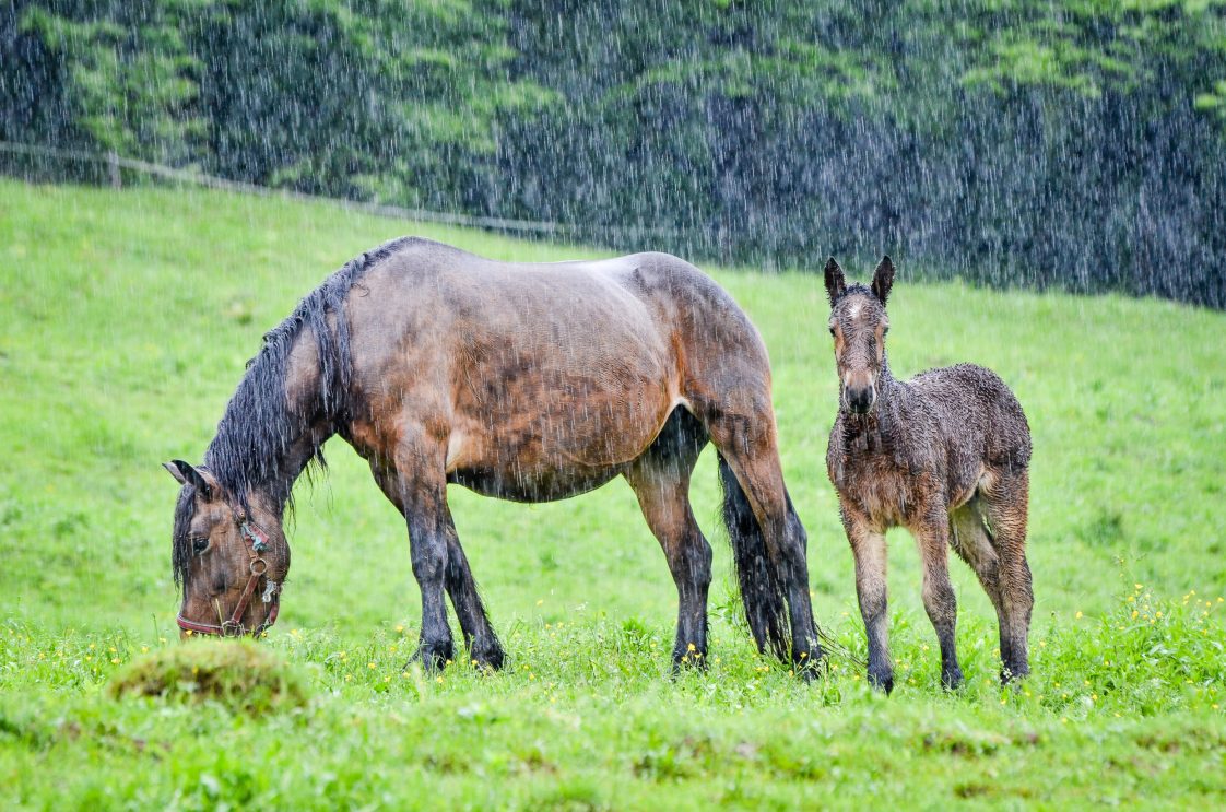 A horse and its foal in a pasture in the rain.