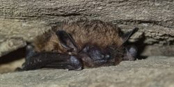 Big Brown Bat (Eptesicus,Fuscus)