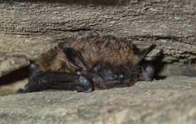 Big Brown Bat (Eptesicus,Fuscus)