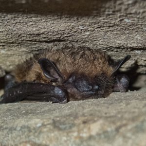 Big Brown Bat (Eptesicus,Fuscus)