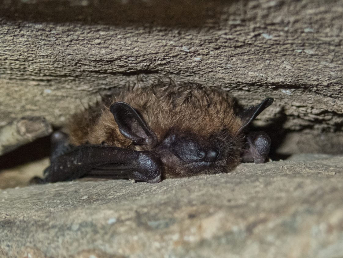 Big Brown Bat (Eptesicus,Fuscus)