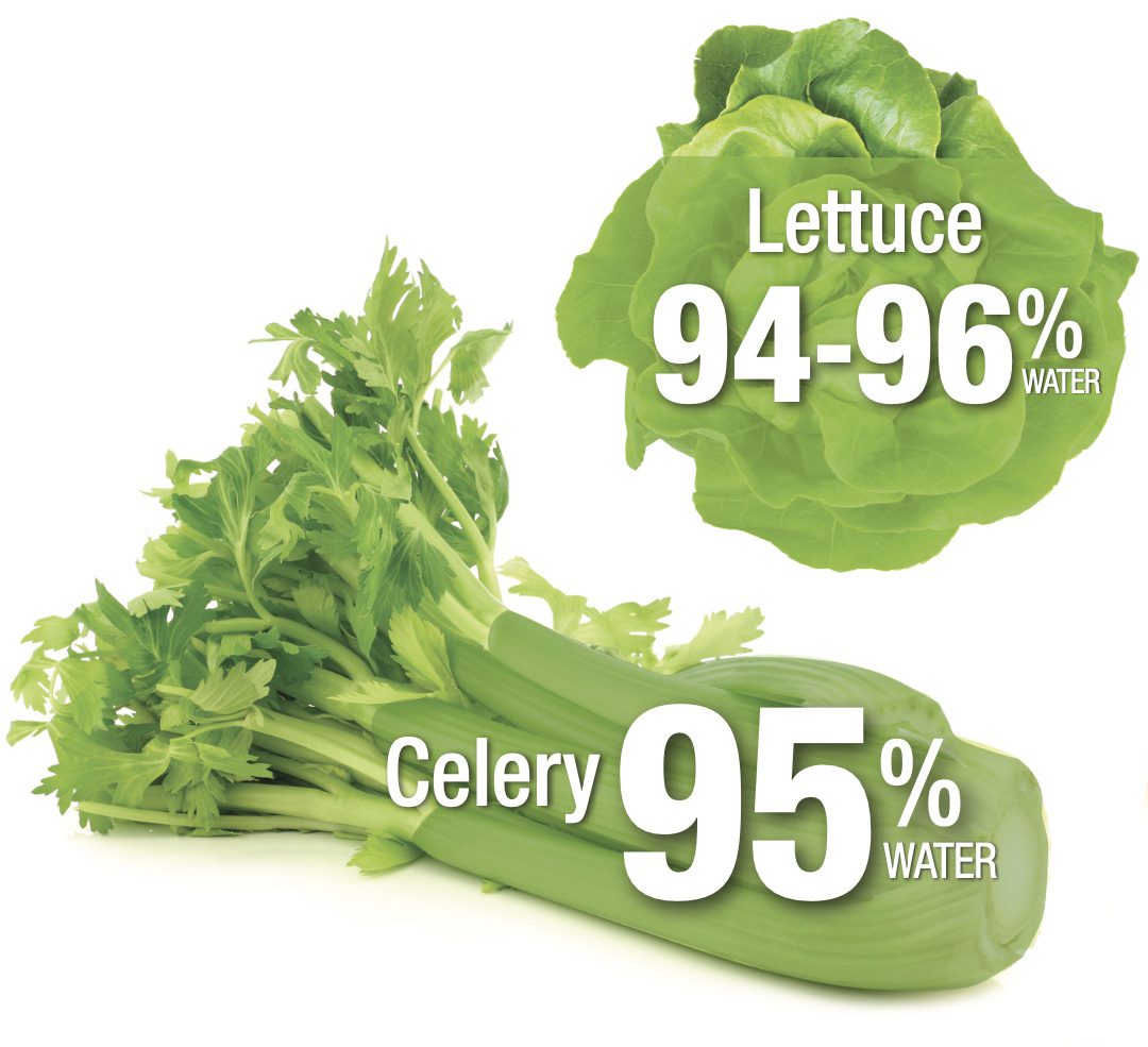 Celery is 95% water, and lettuce is 94 to 96% water.