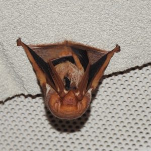 Eastern Red Bat