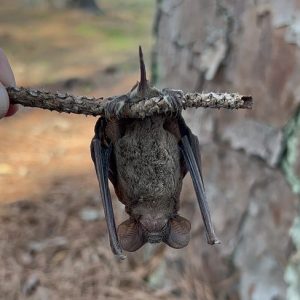 Mexican Free-Tailed Bat