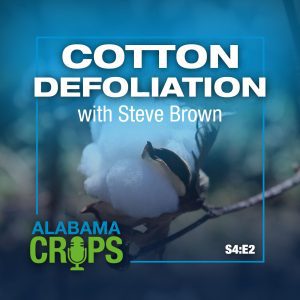 Alabama Crops Report Season 4 Episode 2. Cotton Defoliation with Steve Brown