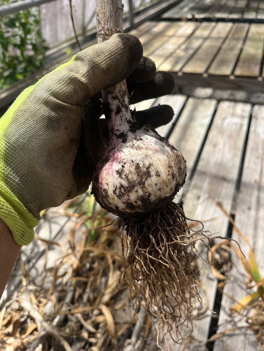 A person wearing a glover holding a garlic bulb.