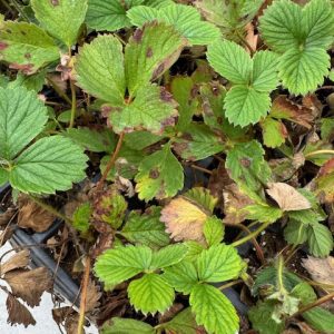 Neopestalotiopsis-infected strawberry