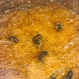 Neopestalotiopsis-infected strawberry