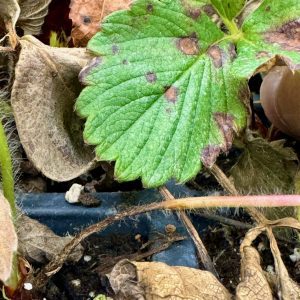 Neopestalotiopsis-infected strawberry
