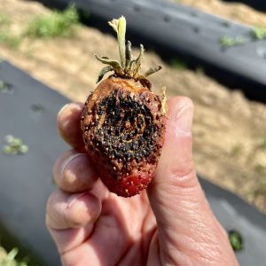 Neopestalotiopsis-infected strawberry