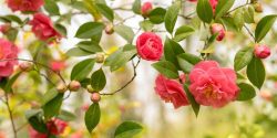 Several red camellias.