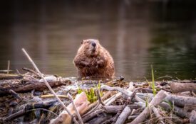 A beaver standing on top of its dam.