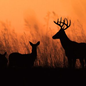 Two white-tailed deer graze in the light of the setting sun. Deer are found across the Midwest and Great Plains, especially in the mornings and evening when the light is low and the weather is cooler. This buck and doe were grazing in a field along a country road and were silhouetted by the orange light of sunset.