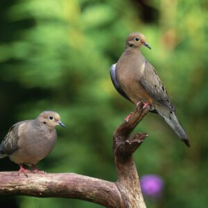 Two Mourning Doves Perched on a Branch