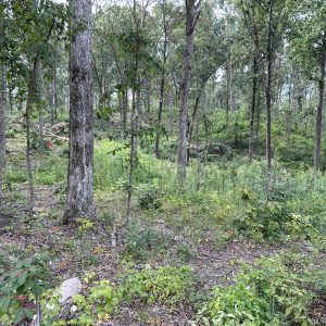 By thinning and burning hardwood stands, cover and nutrition can be greatly enhanced.