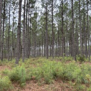 This closed-canopy pine stand has produced virtually no cover, despite being burned.