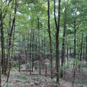 Beyond roosting, display, and a few months of hard mast, closed-canopy hardwood stands provide little value for turkeys.
