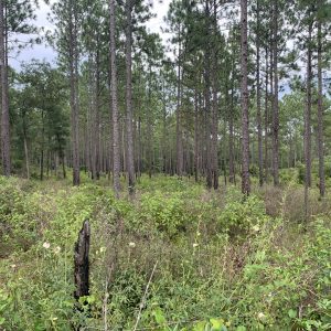 This thinned and burned pine stand has allowed light to the forest floor, producing food and cover.