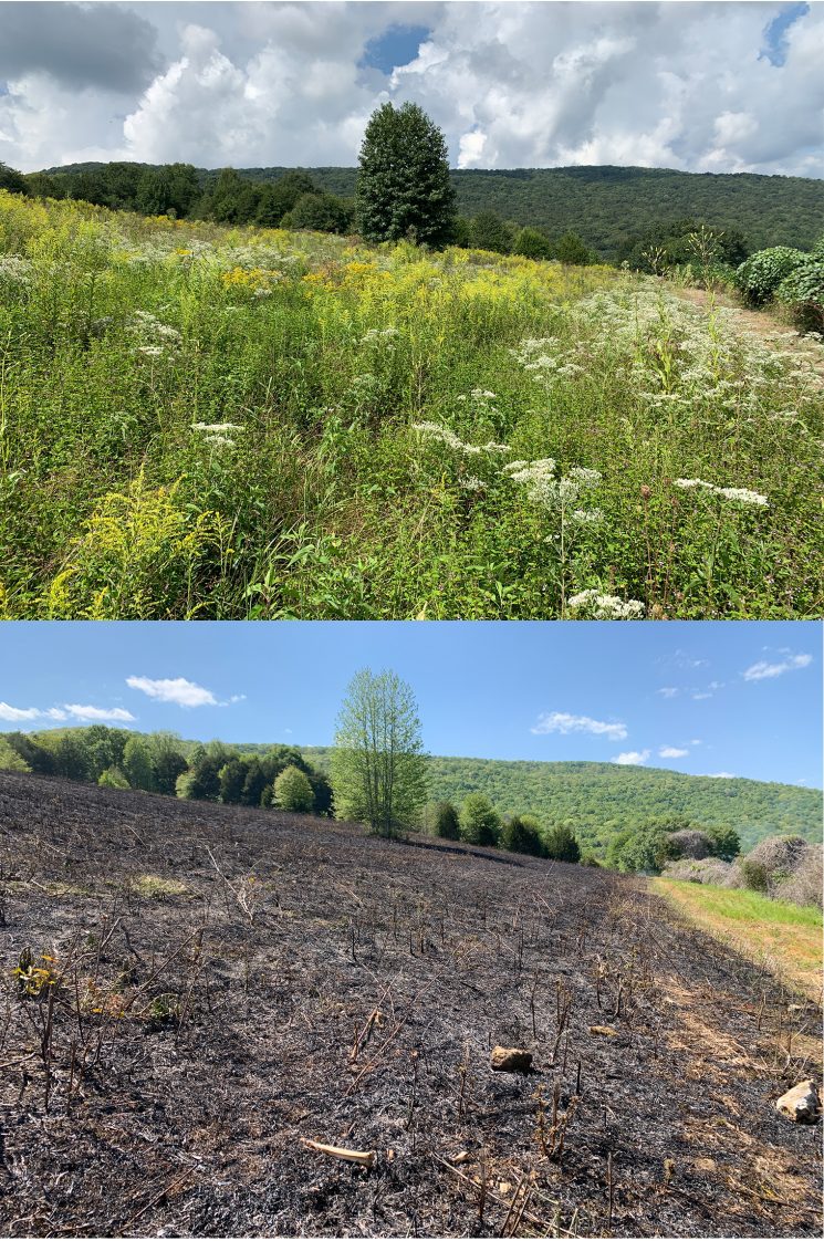 This old fescue field was sprayed with glyphosate in November, burned in April to remove thatch, and responded with valuable natives that provided great brooding cover, fawning cover, and deer browse.