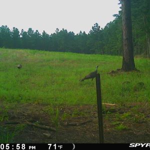 Food plots provide nutrition for older deer and turkeys but do lack value for nesting or brooding cover. Often, poults only use the edge in order to avoid predation.