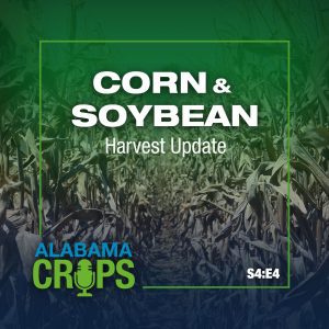 Alabama Crops Report Podcast Season 4 Episode 4: Corn & Soybean Harvest Update