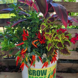 container garden by Edward Pate