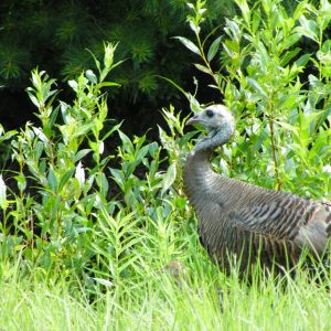 This brooding cover is high enough to conceal the poult but low enough to allow the hen to see approaching danger.