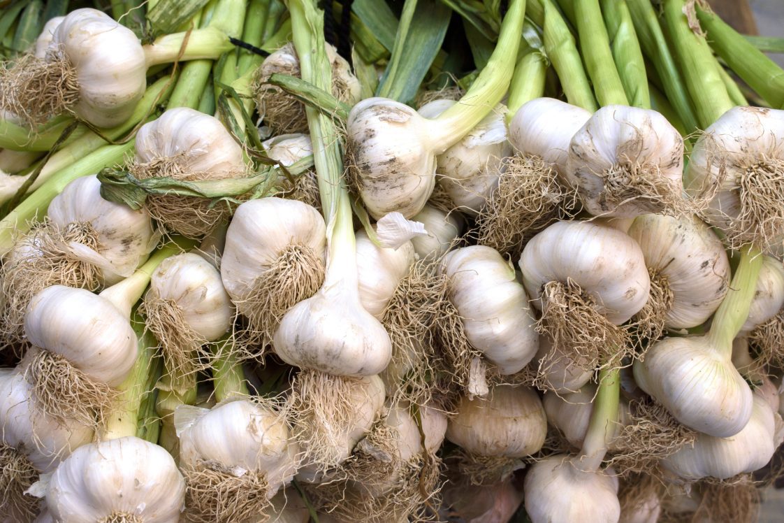 A group of picked garlic bulbs.