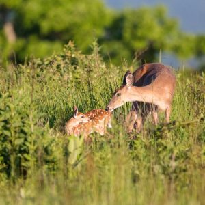 A doe and fawn deer standing in taller cover.