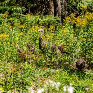 A turkey standing hidden in cover on the edge of a field.